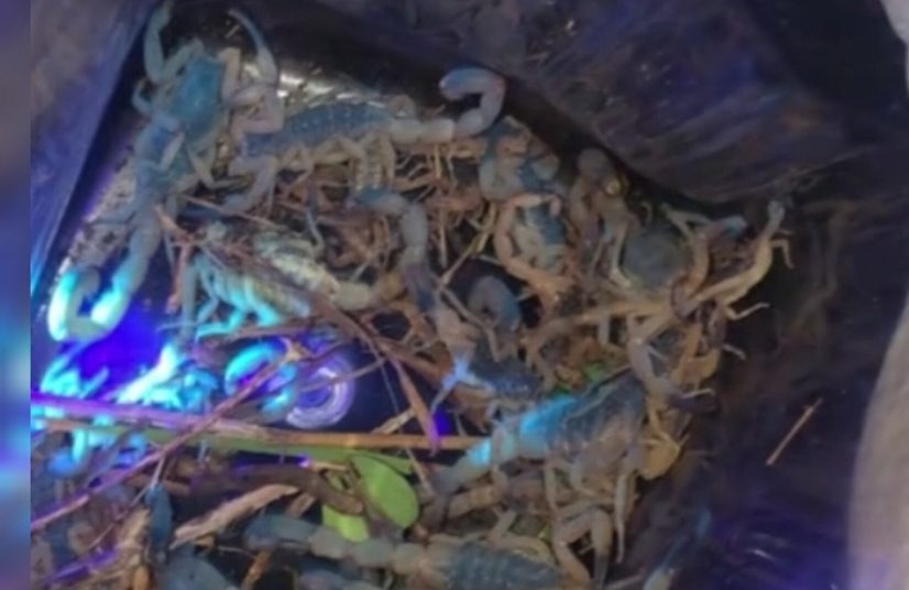 Caos em Araquari: 57 escorpiões encontrados em bairros da cidade