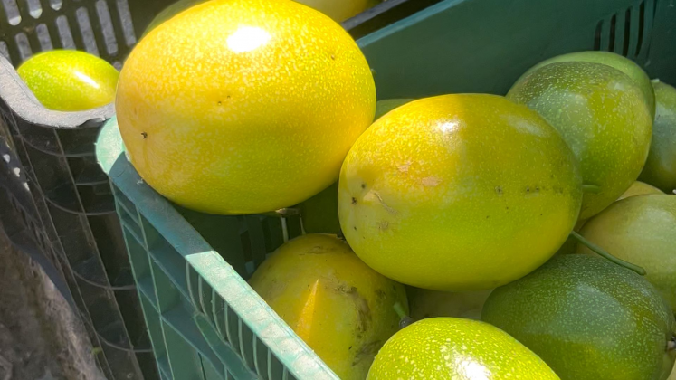 Colheita de maracujá em Araquari