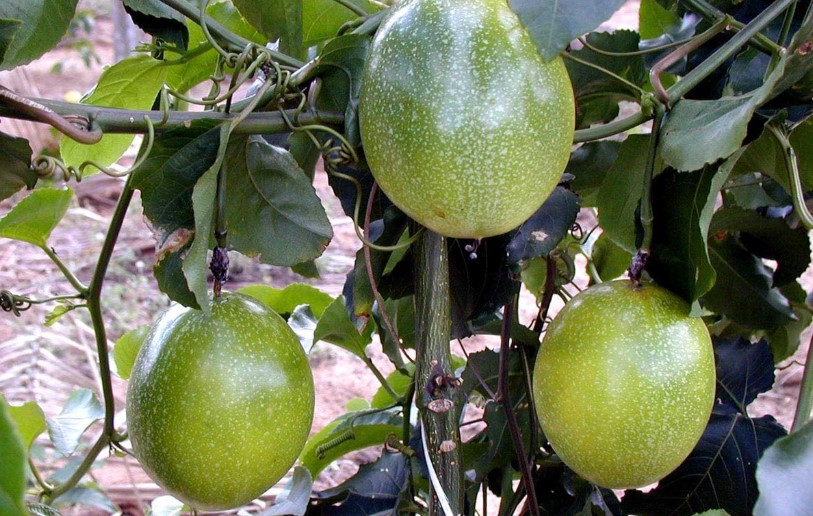 Plantação de maracujá em Araquari