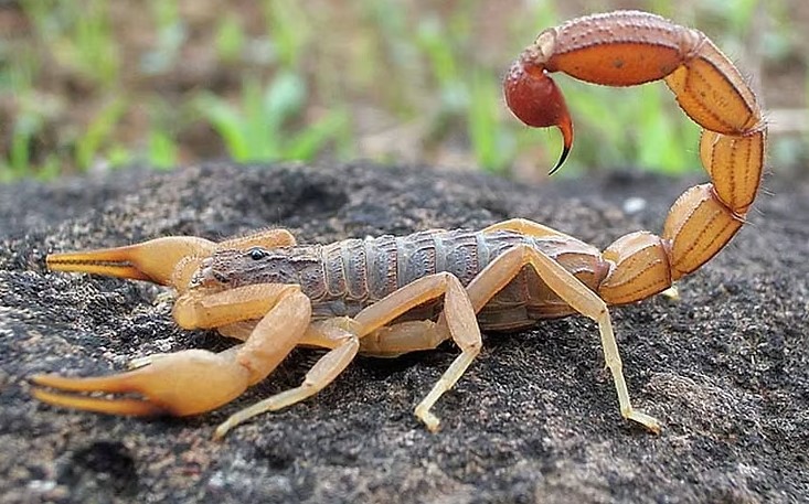 Escorpião capturado em Araquari