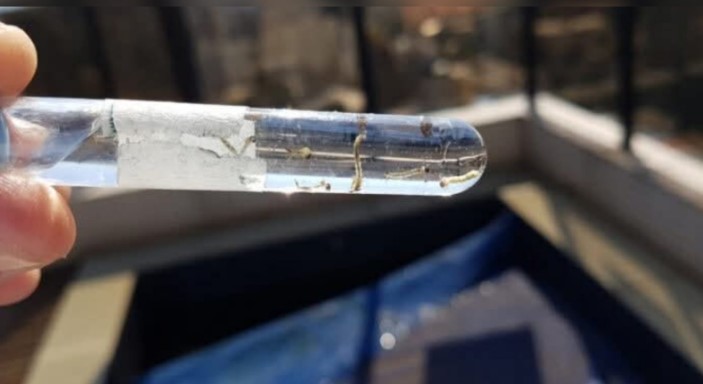 Infestação de mosquitos da dengue em Araquari